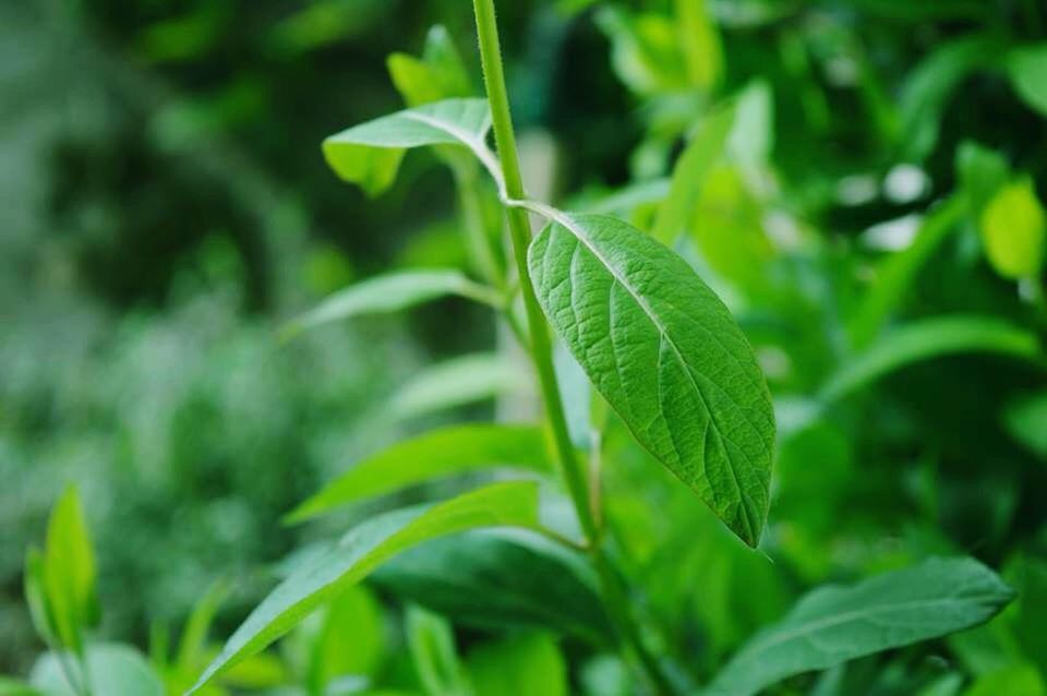 CLOSE-UP OF PLANT GROWING ON PLANT