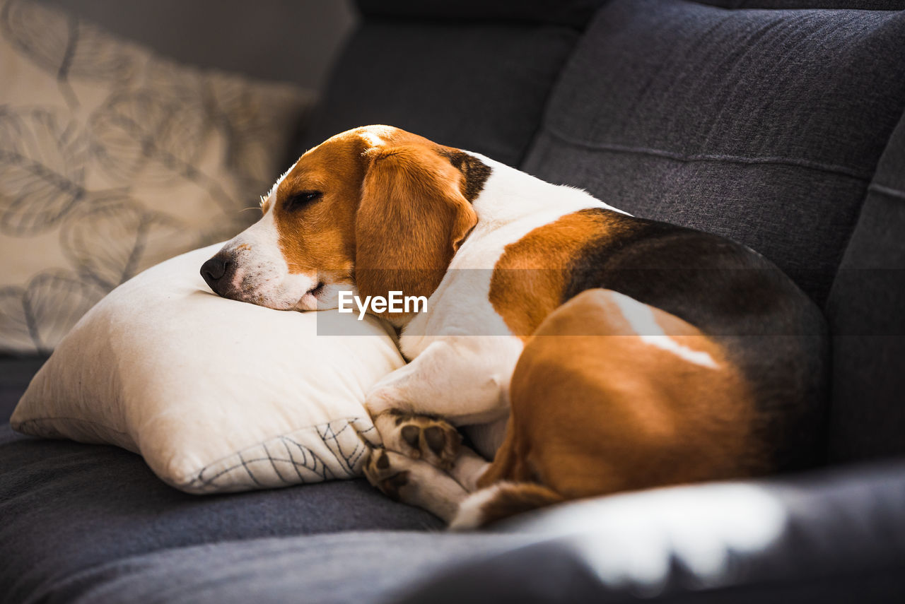 Funny beagle dog tired sleeps on pillow on couch. pet on furniture concept. canine natural light 