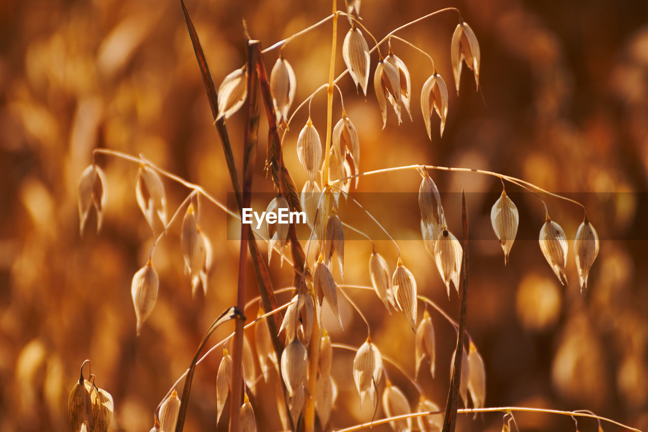 plant, crop, agriculture, cereal plant, food, nature, growth, land, landscape, gold, rural scene, field, beauty in nature, backgrounds, close-up, grass, summer, food and drink, no people, sunlight, seed, focus on foreground, wheat, sky, sunset, environment, autumn, outdoors, yellow, brown, farm, vibrant color, tranquility, corn, plant stem, harvesting, ripe, dry, selective focus, scenics - nature, sun, macro, non-urban scene, branch, organic, barley