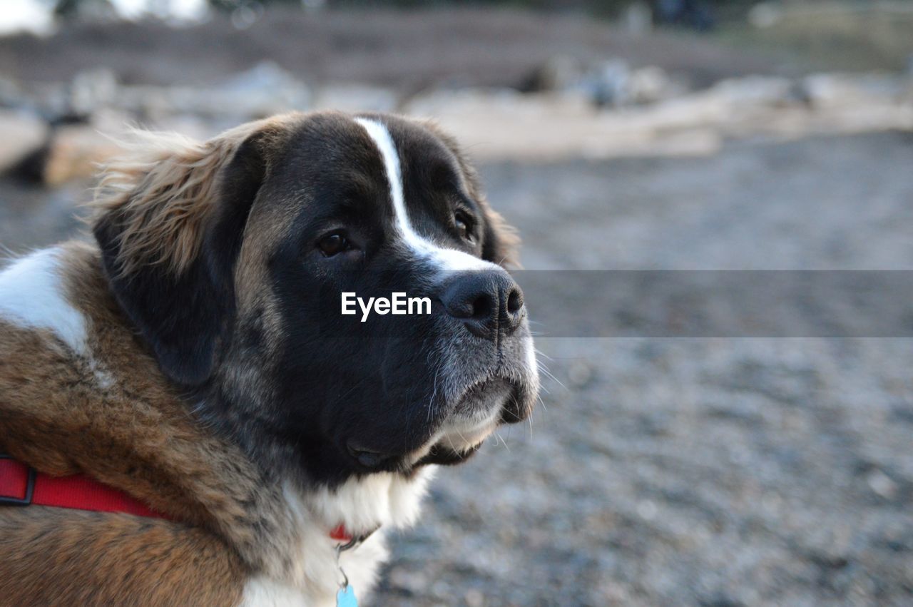 Close-up portrait of dog