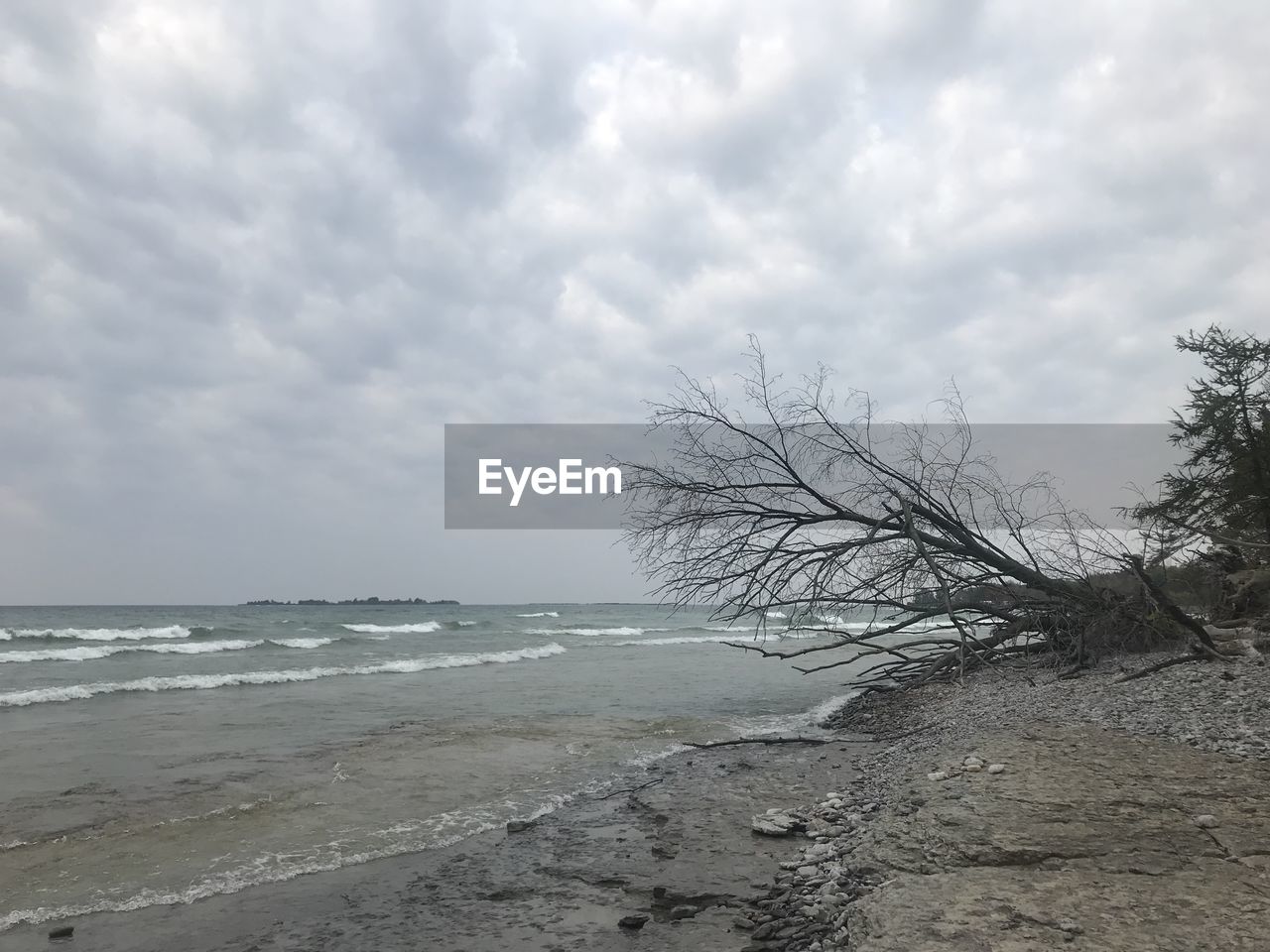 TREE ON BEACH AGAINST SKY