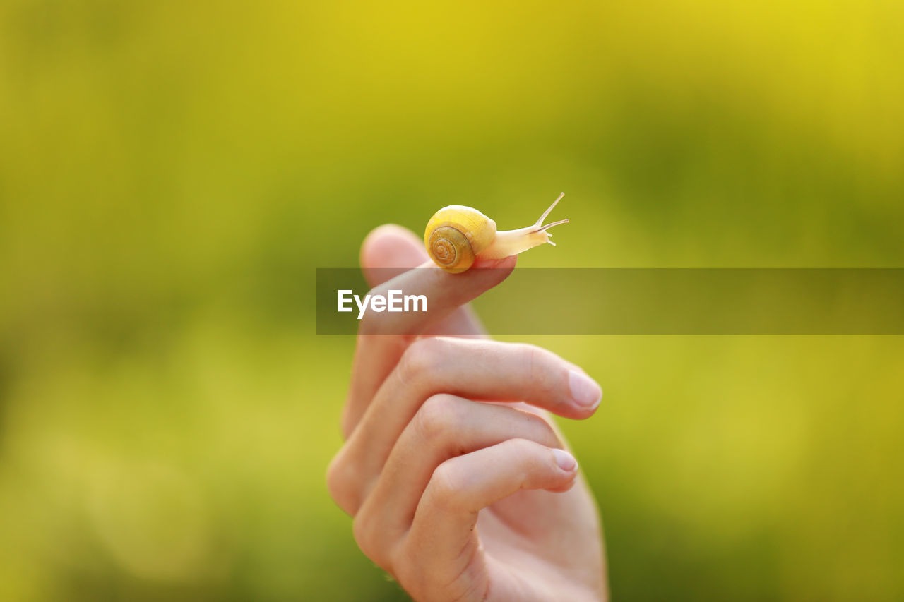 Cropped hand holding snail