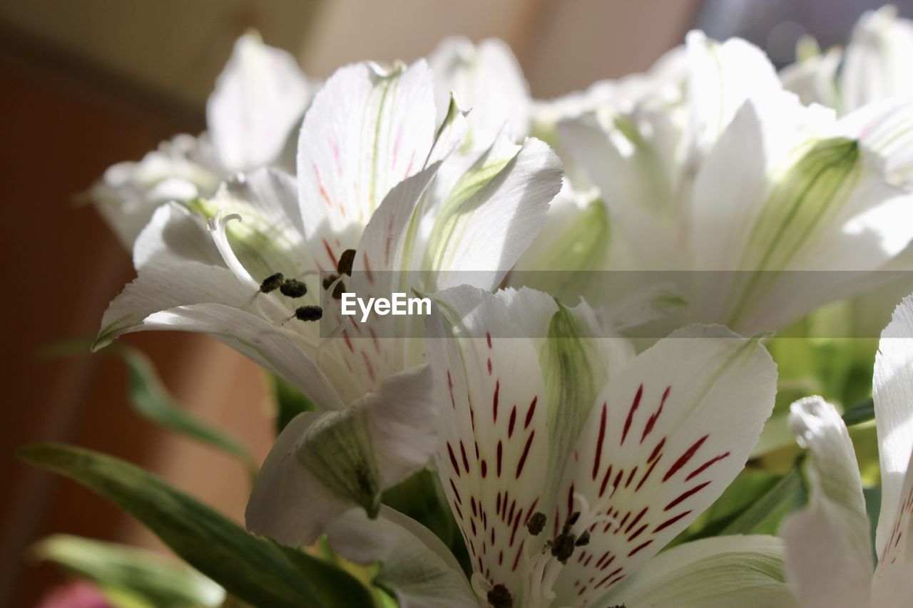 flower, flowering plant, plant, beauty in nature, freshness, close-up, lily, white, nature, blossom, fragility, petal, flower head, no people, macro photography, focus on foreground, growth, floristry, flower arrangement, inflorescence, springtime, bouquet, selective focus, outdoors, leaf