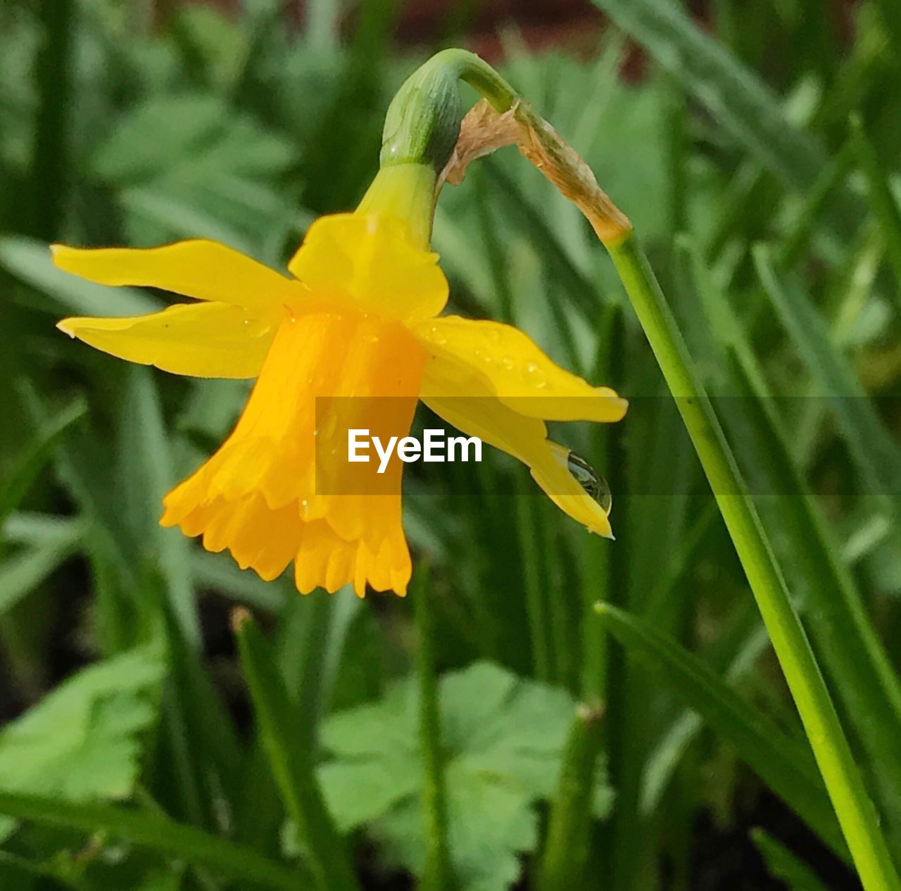 CLOSE-UP OF WET YELLOW FLOWER