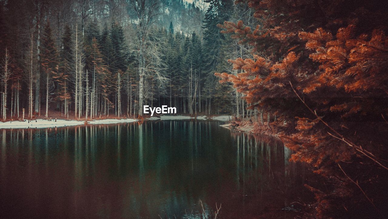 Reflection of trees on lake in forest