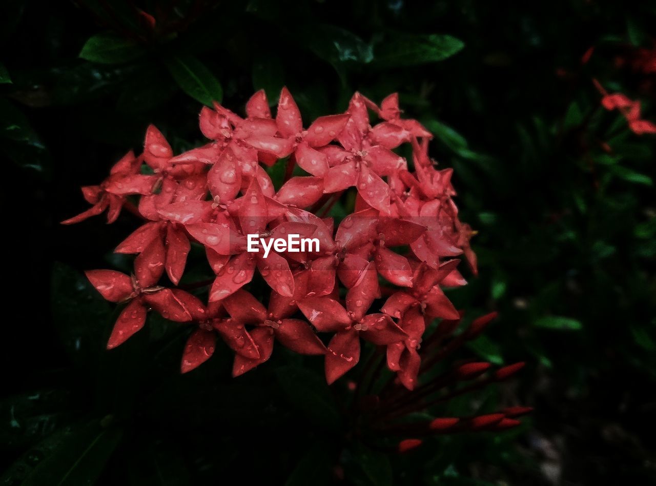 Close-up of west indian jasmine flowers