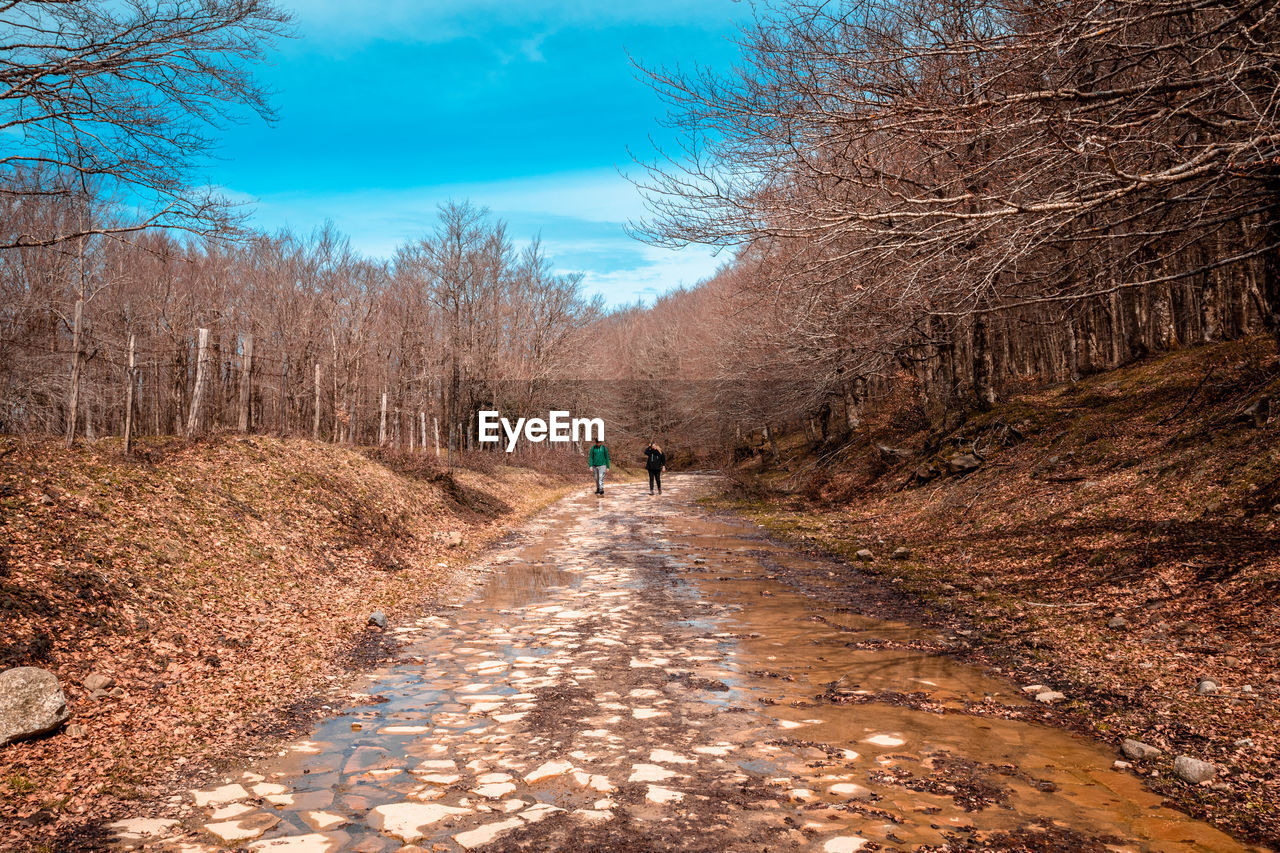 PERSON WALKING ON DIRT ROAD ALONG BARE TREES