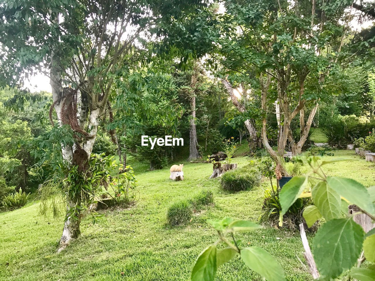 TREES GROWING ON FIELD