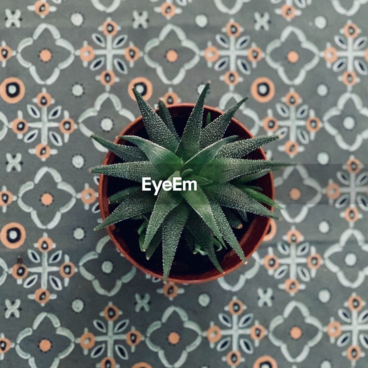 High angle view of potted plant on table