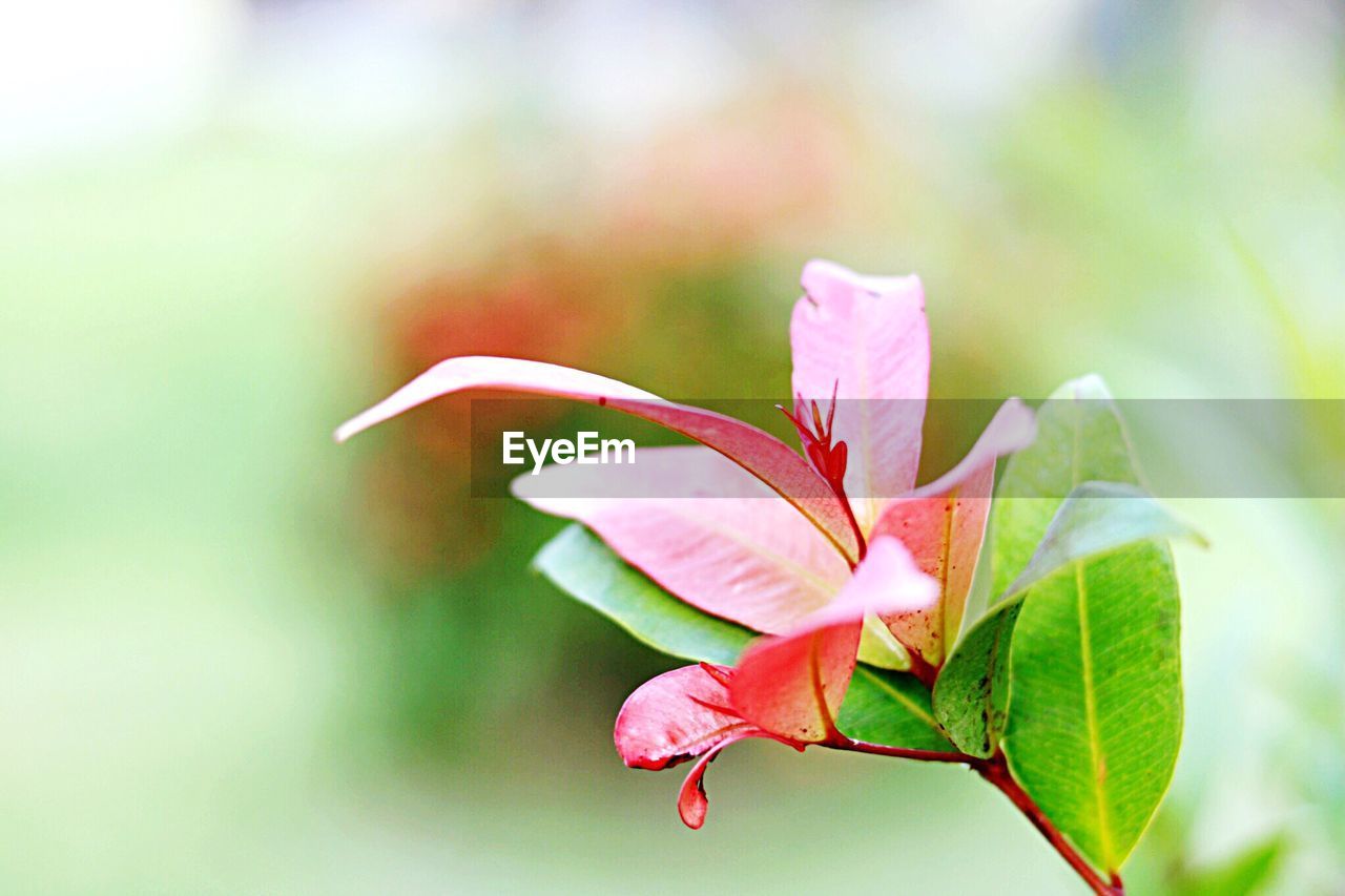 CLOSE-UP OF FLOWER BLOOMING