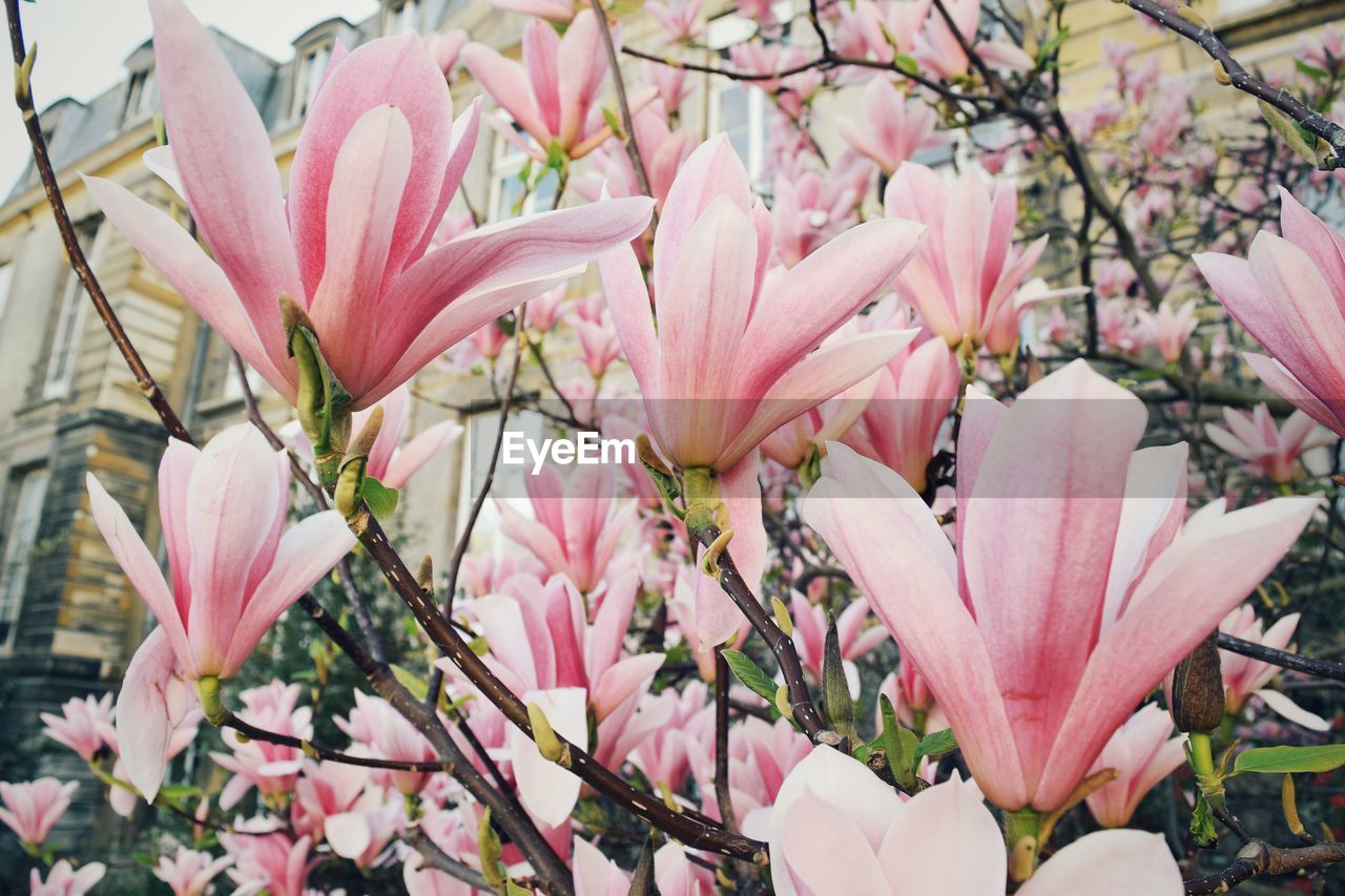 CLOSE-UP OF PINK FLOWER