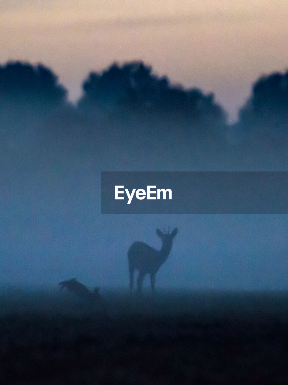 Silhouette deer and rabbit on field against trees in forest during foggy weather