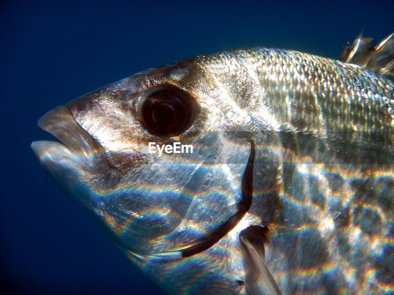 CLOSE-UP OF FISH SWIMMING