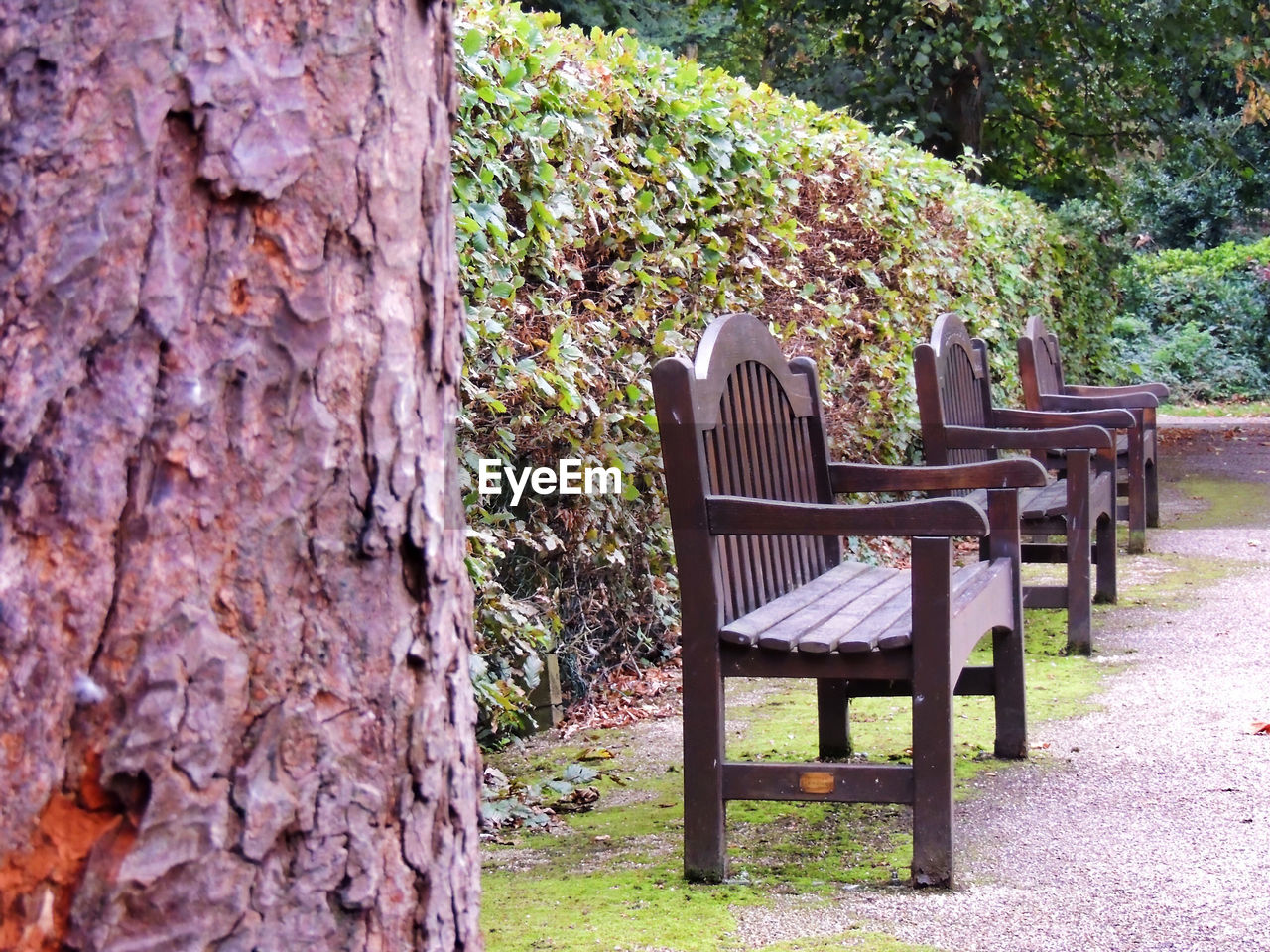 autumn mood Autumn Collection 3 In A Row 3 In A Row Hedge Chair Seat Plant Tree Nature No People Day Wood - Material Tree Trunk Trunk Empty Growth Absence Bench Outdoors Park Relaxation Beauty In Nature Solid
