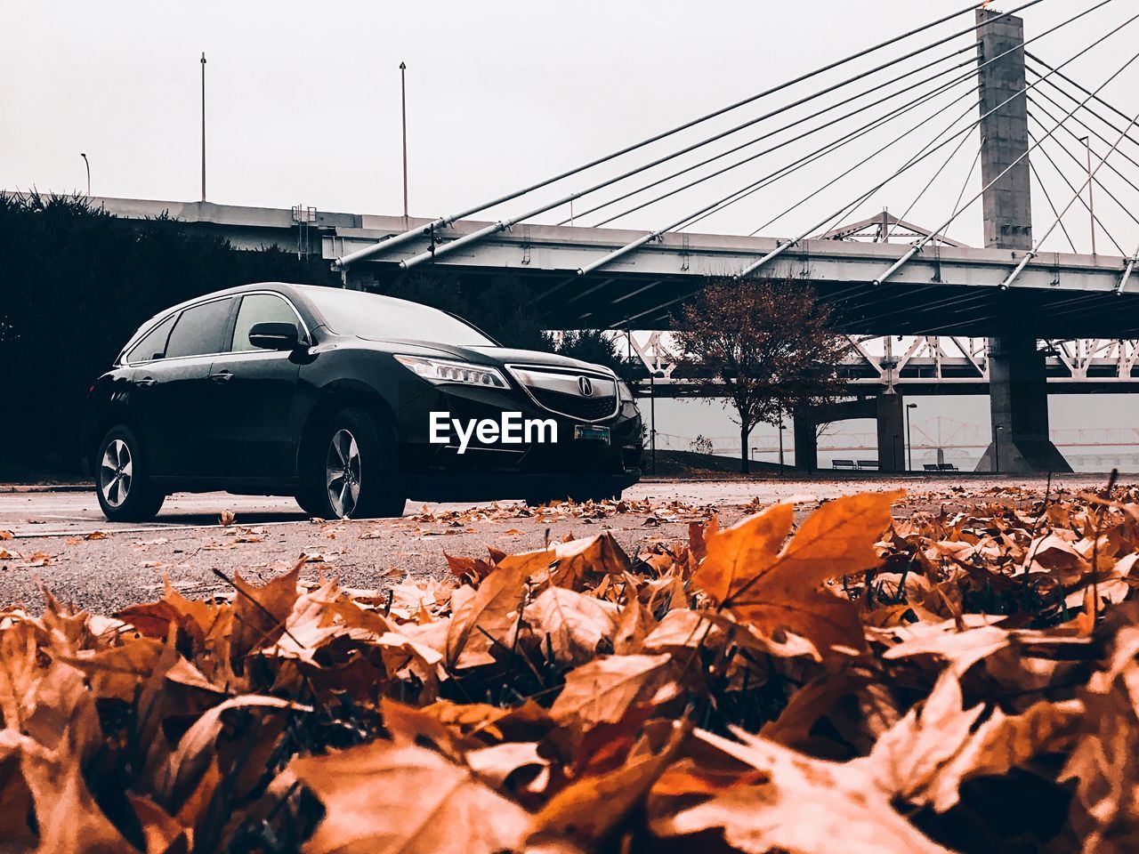 VIEW OF AUTUMN LEAVES ON BRIDGE