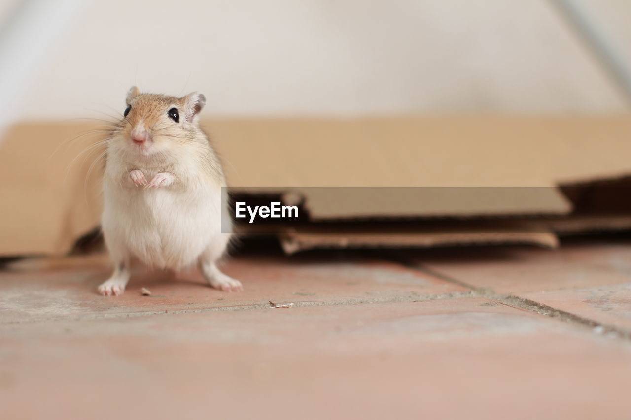 Close-up of a rabbit