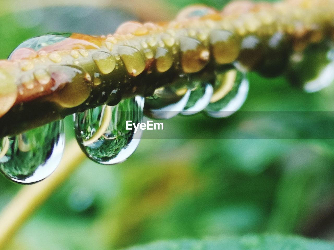 Close-up of raindrops on green leaf