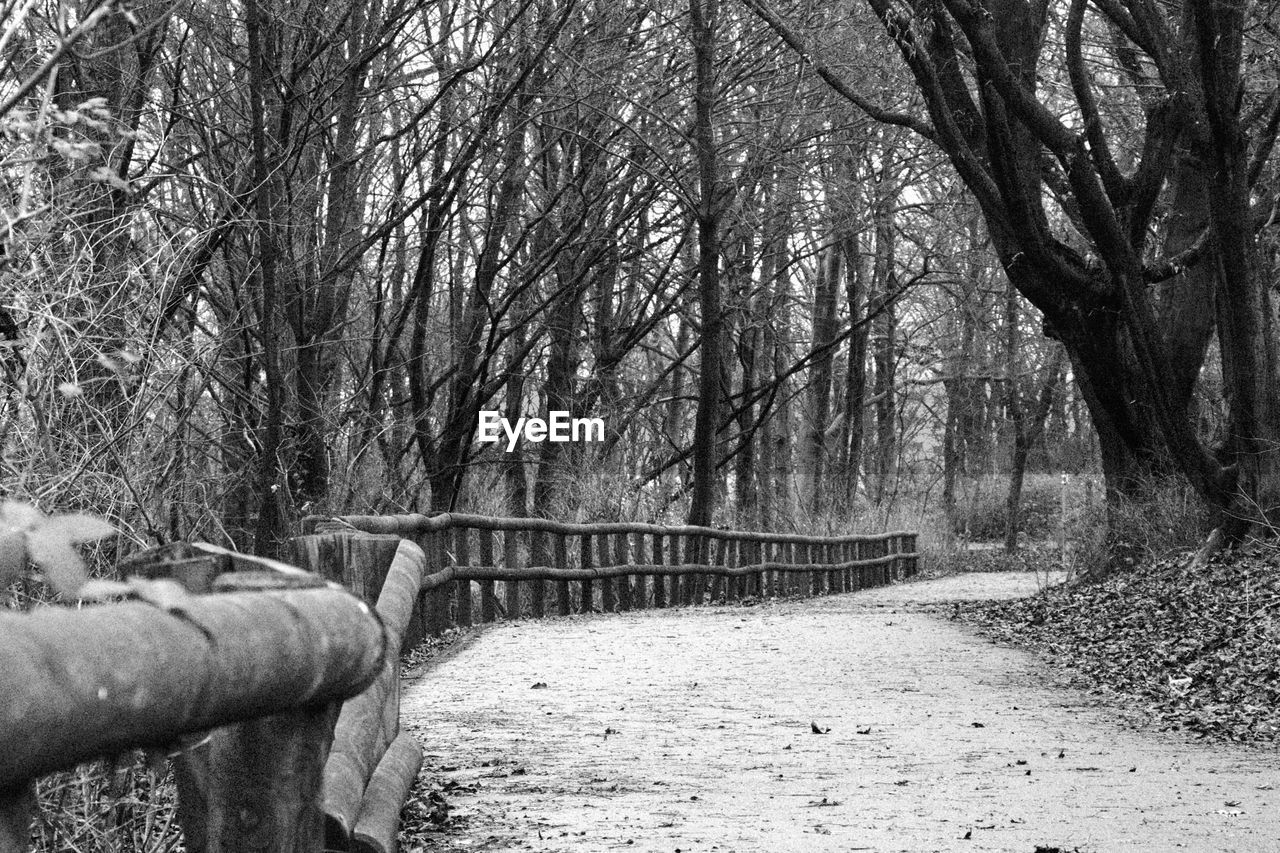 BRIDGE IN FOREST