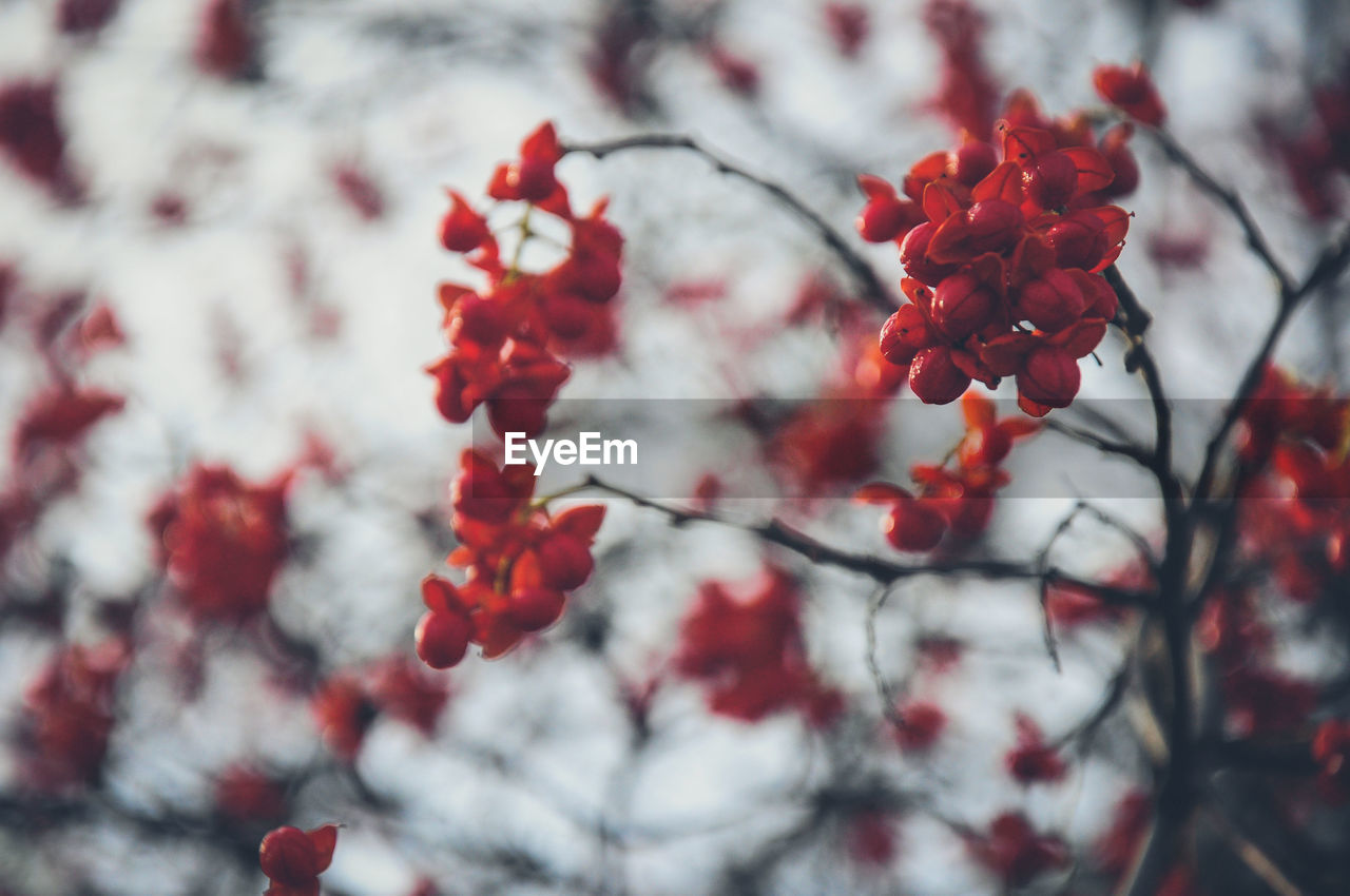 Close-up of red flowers on tree