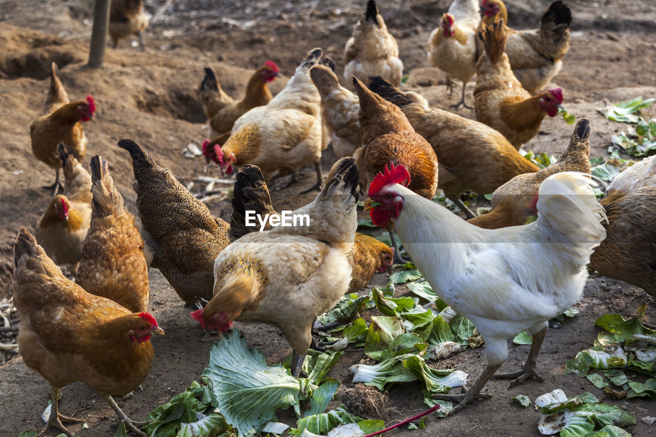 Rooster and hens on field