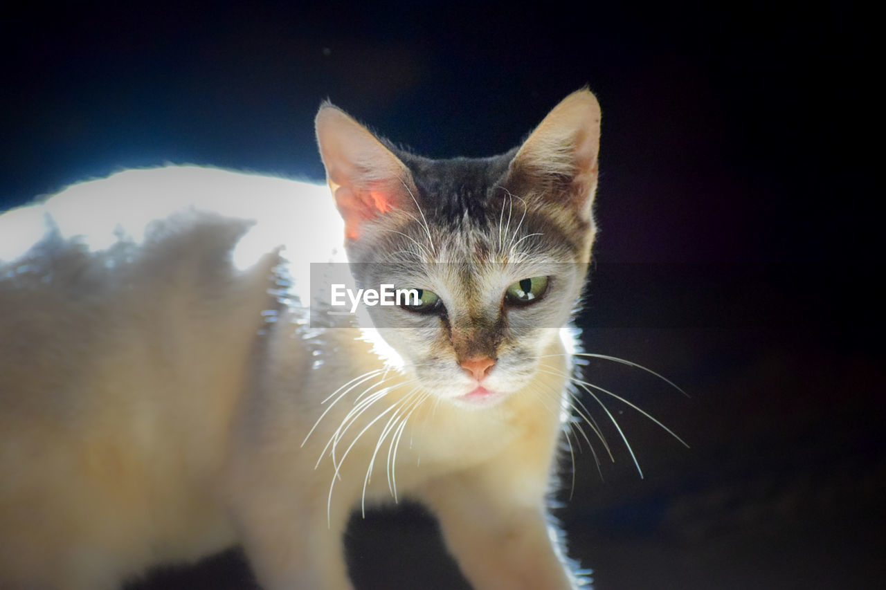 cat, pet, animal, animal themes, mammal, domestic cat, domestic animals, feline, one animal, whiskers, portrait, felidae, small to medium-sized cats, looking at camera, no people, animal body part, close-up, animal hair, eye, indoors, kitten, nose, black background