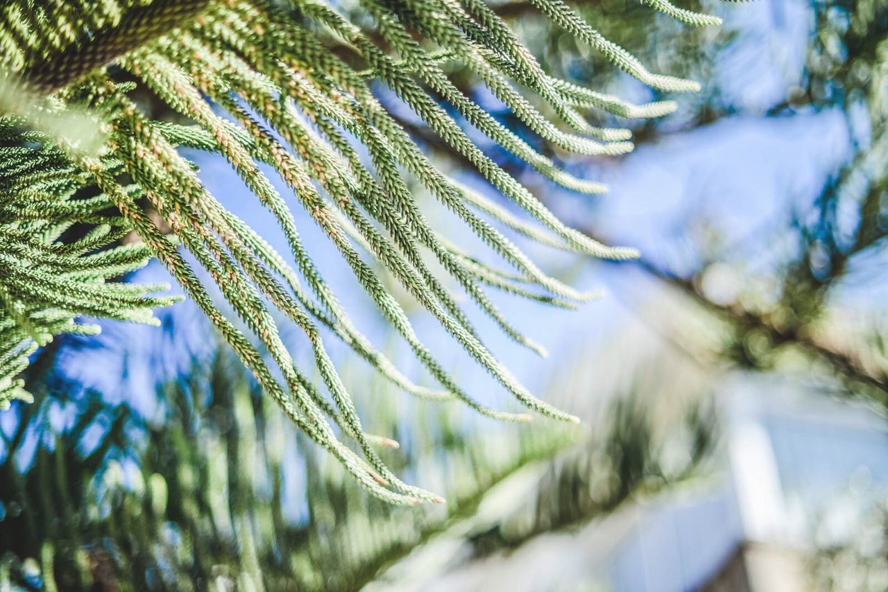 Detail shot of pine leaves