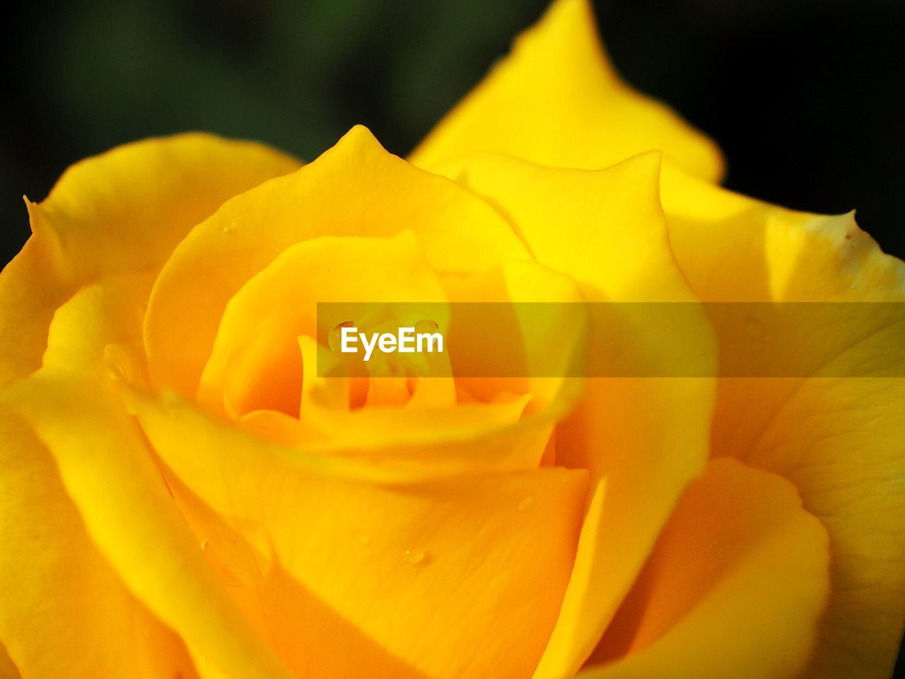 YELLOW ROSE BLOOMING OUTDOORS