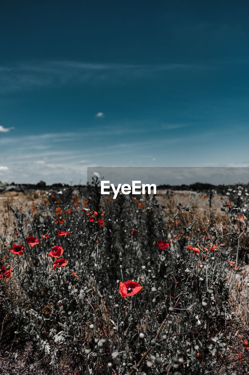 Red flowers on field against sky