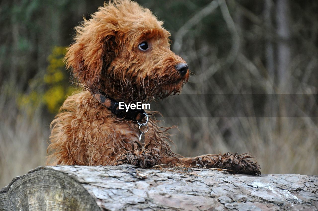 Labradoodle by tree stump