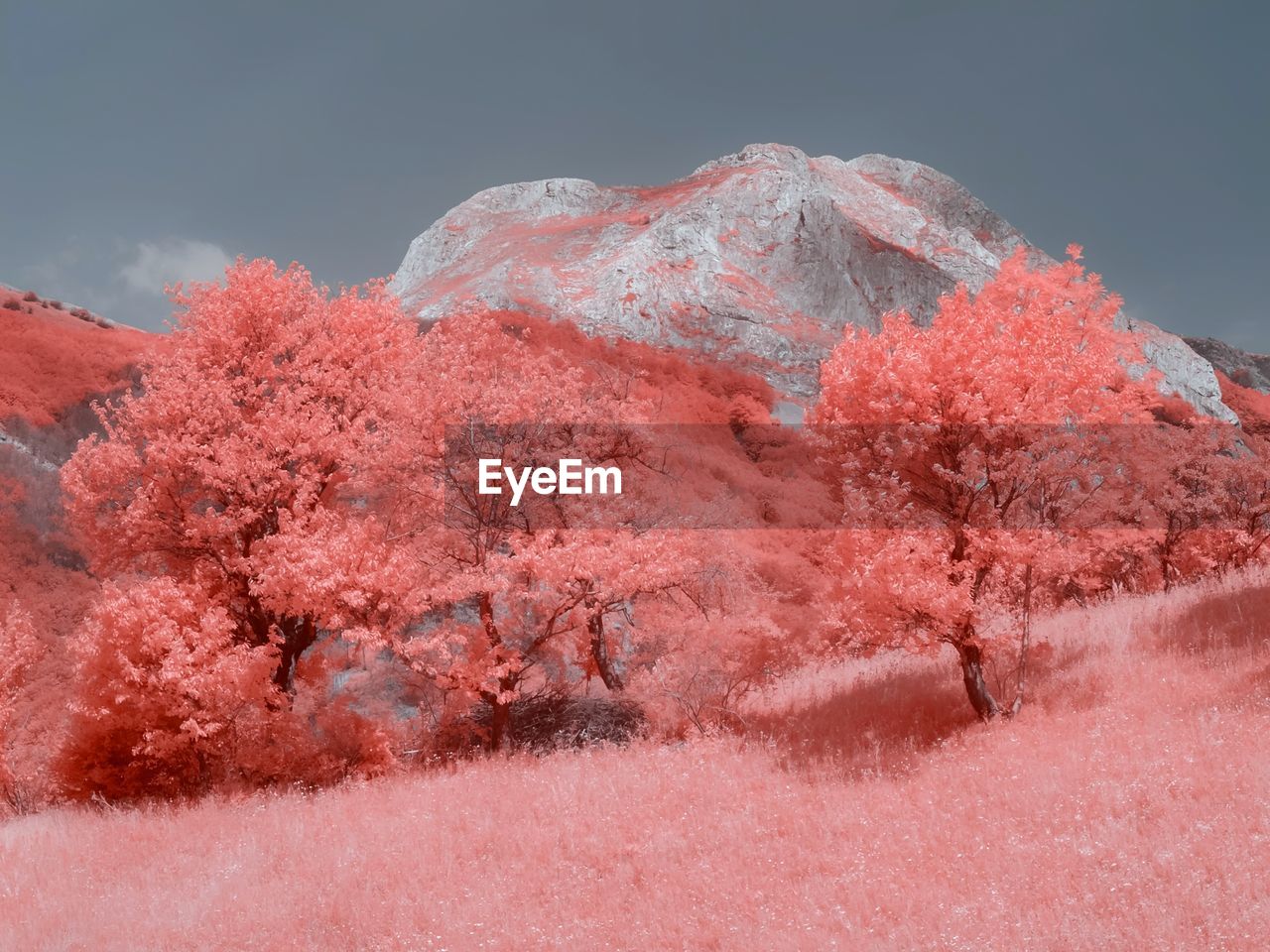 Pink infrared landscape in summer against sky