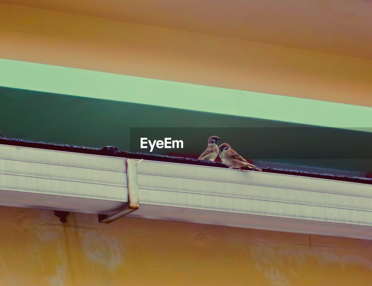 Low angle view of sparrows on roof gutter