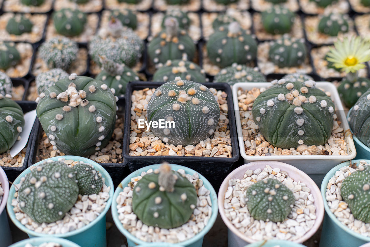 Green cactus gymnocalycium on pot.