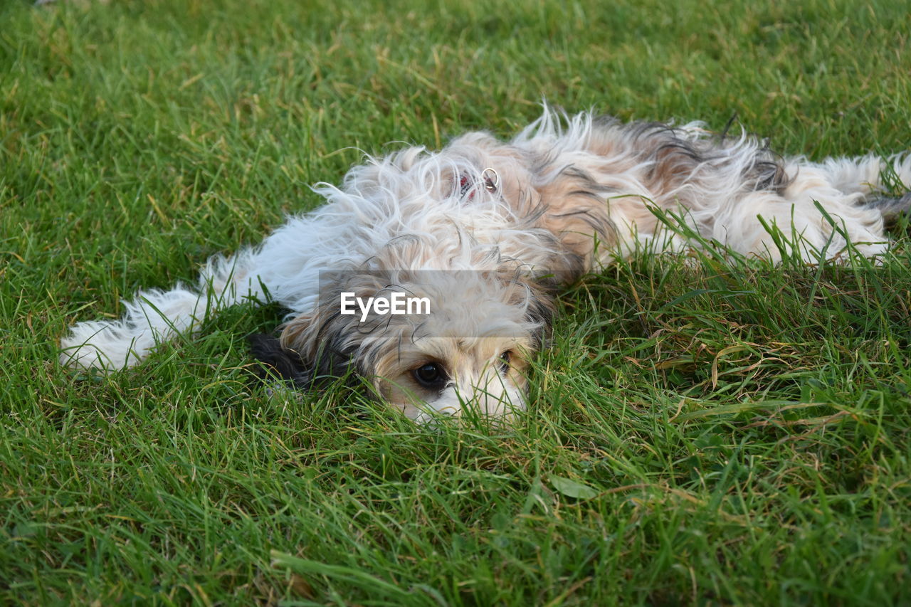 DOGS LYING ON GRASS