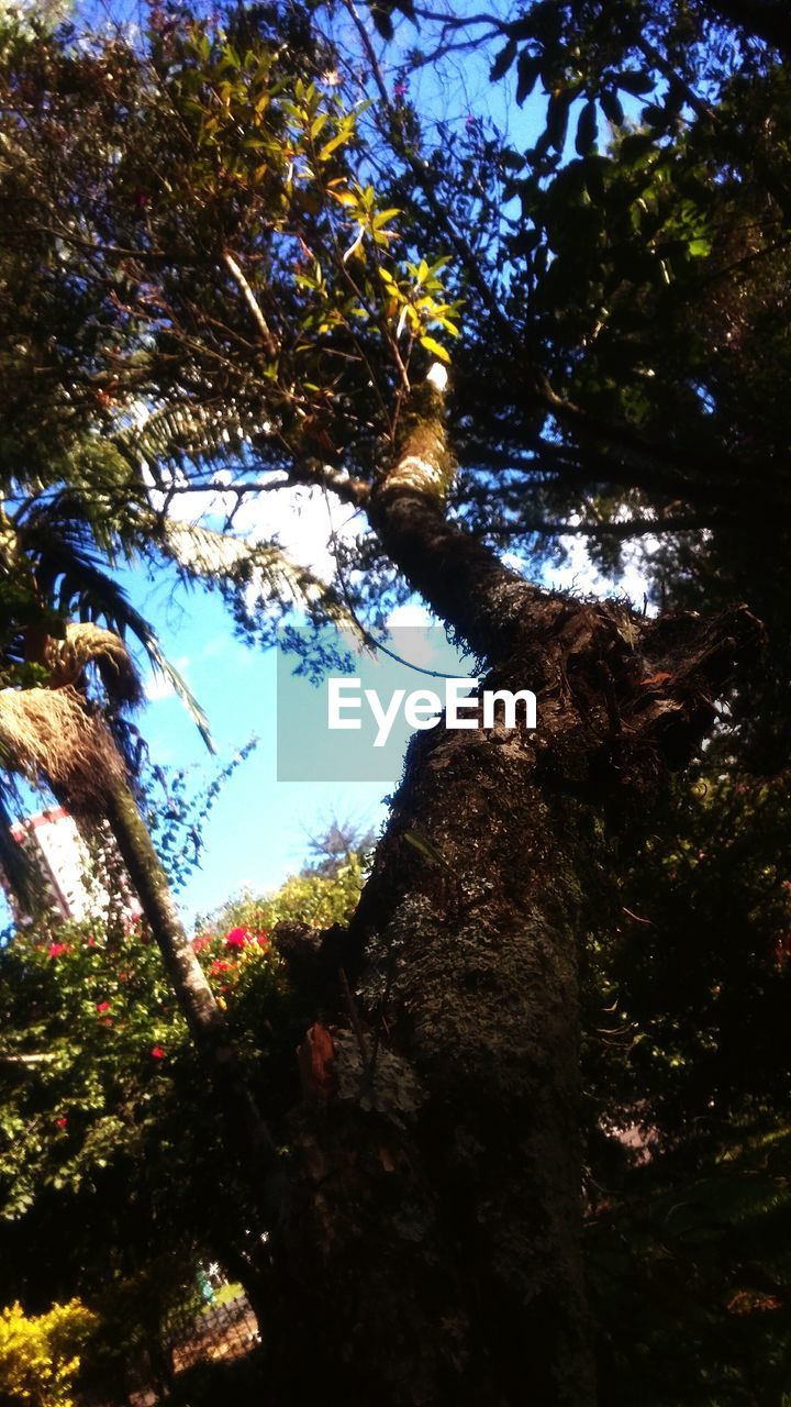 LOW ANGLE VIEW OF TREES AGAINST SKY