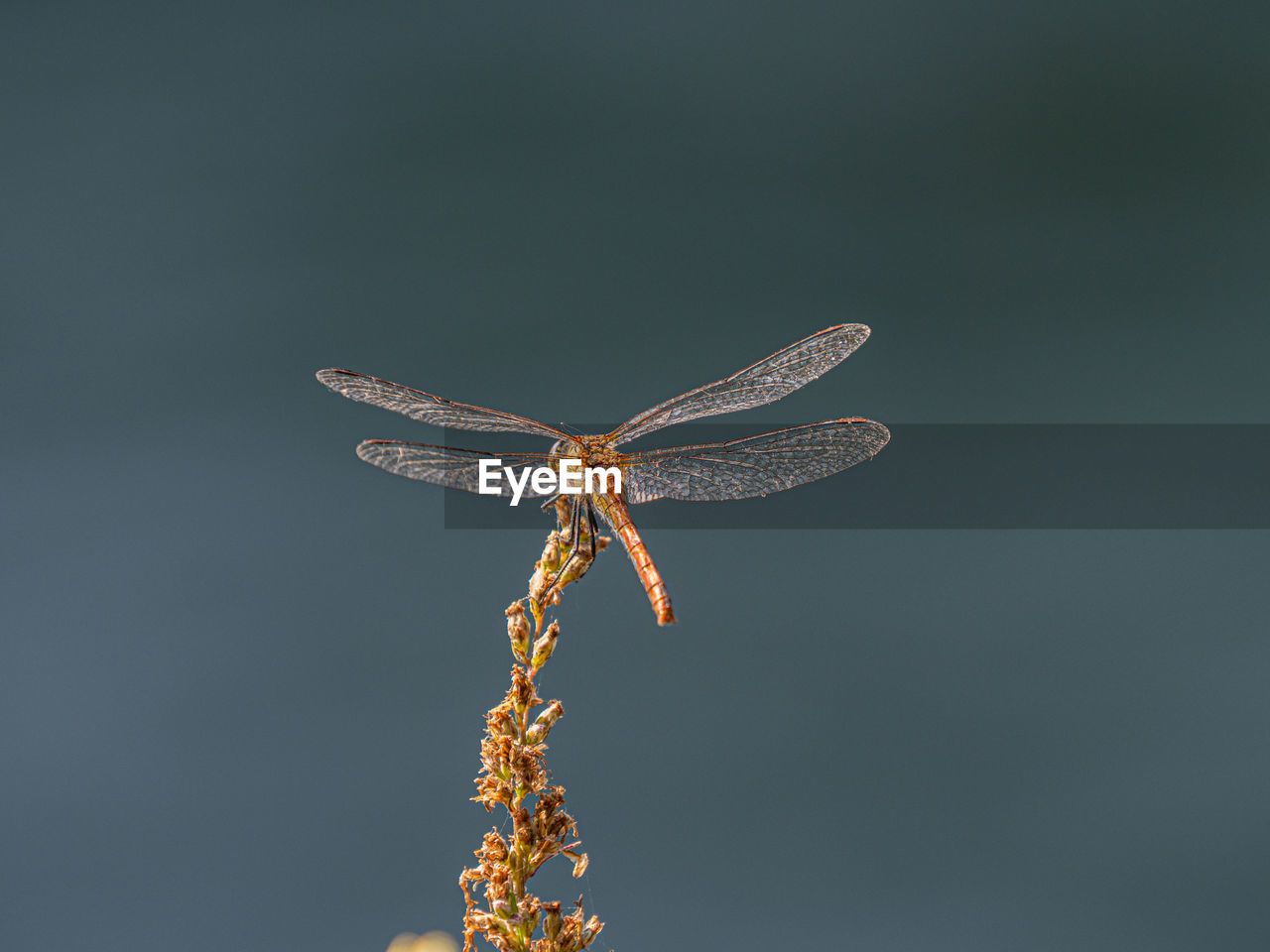 CLOSE-UP OF BUTTERFLY PERCHING ON FLOWER
