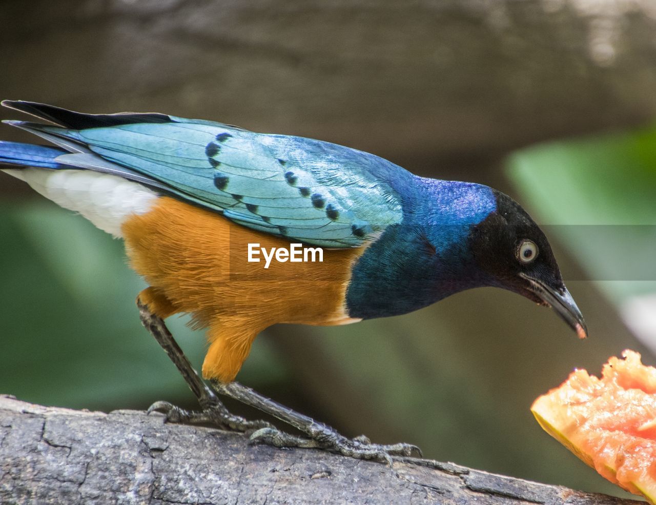 Close-up of bird perching on rock