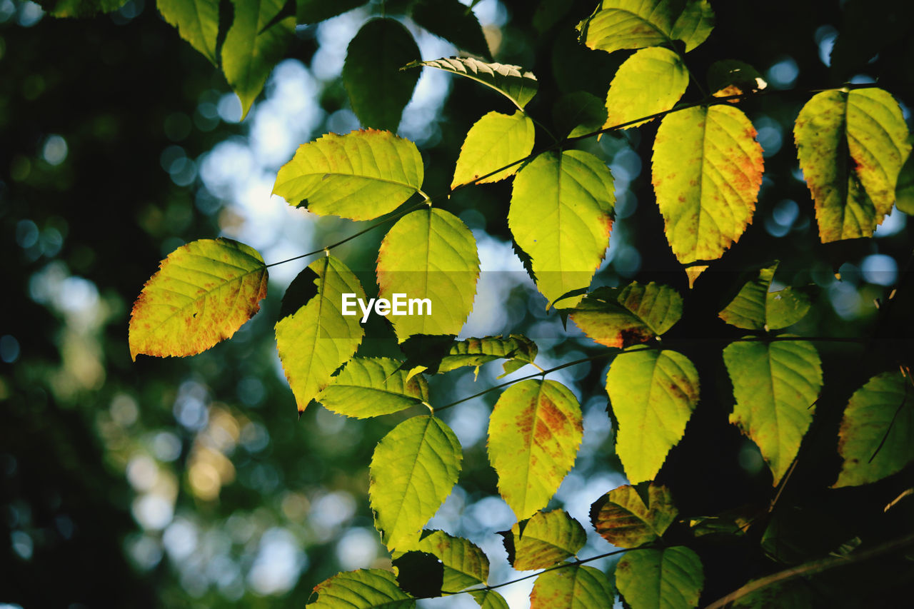 LOW ANGLE VIEW OF LEAVES ON PLANT