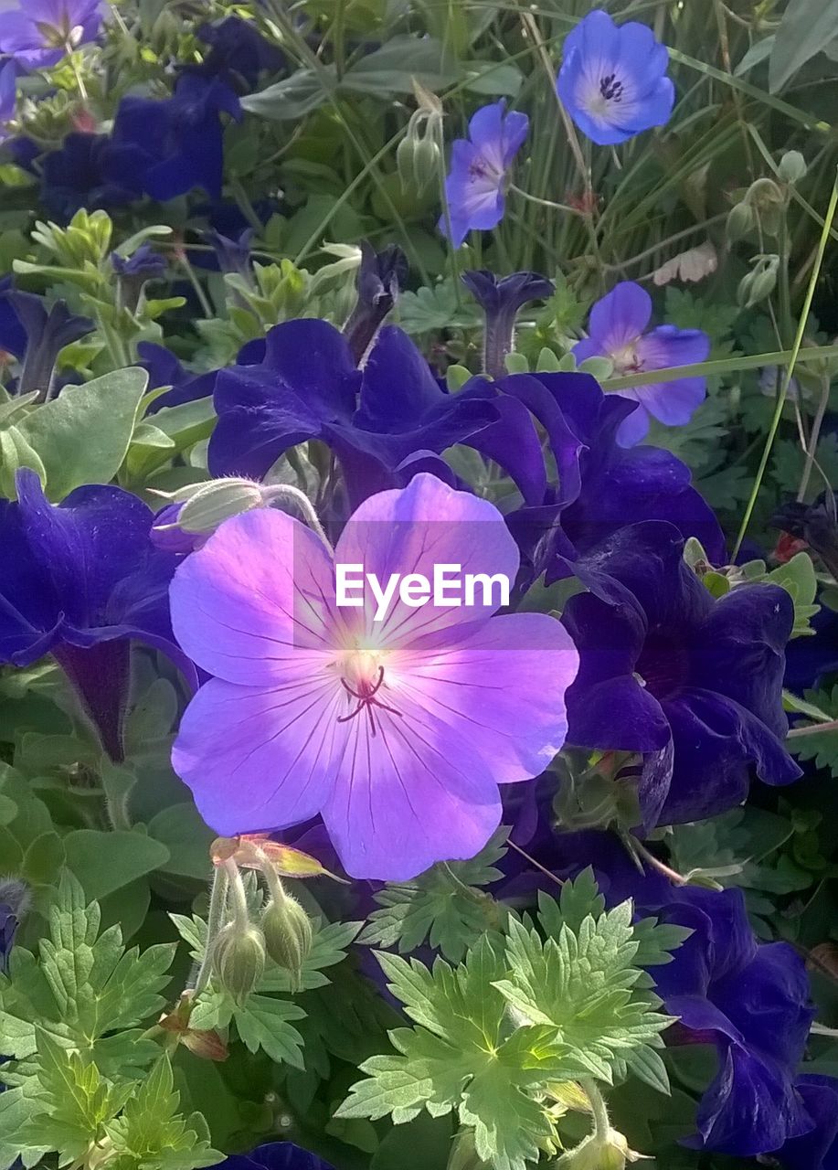 HIGH ANGLE VIEW OF PURPLE FLOWER BLOOMING OUTDOORS