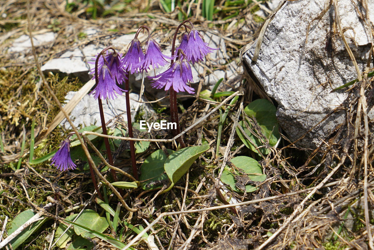 plant, flower, flowering plant, nature, purple, growth, beauty in nature, field, land, woodland, fragility, wildflower, day, no people, freshness, close-up, iris, high angle view, petal, grass, crocus, outdoors, inflorescence, flower head, leaf, sunlight, plant part, botany