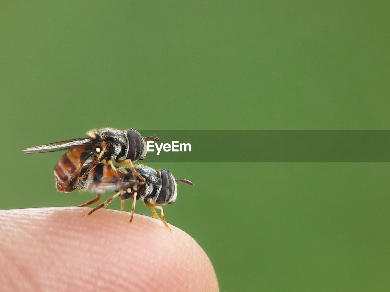 CLOSE-UP OF INSECT ON HUMAN HAND