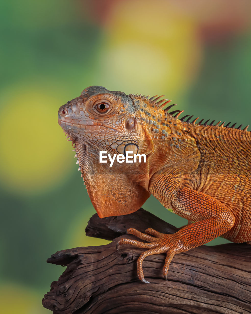 animal themes, animal, lizard, reptile, one animal, animal wildlife, iguania, iguana, wildlife, dragon lizard, no people, close-up, side view, animal body part, nature, focus on foreground, portrait