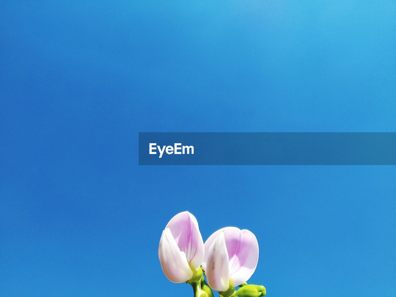 Close-up of pink flower against blue sky