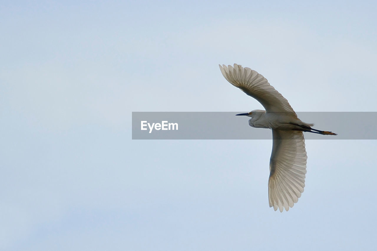 LOW ANGLE VIEW OF BIRD FLYING IN CLEAR SKY