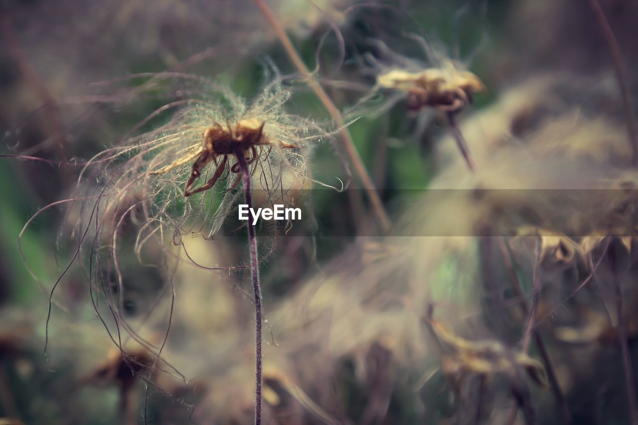 Close-up of wilted flower plant