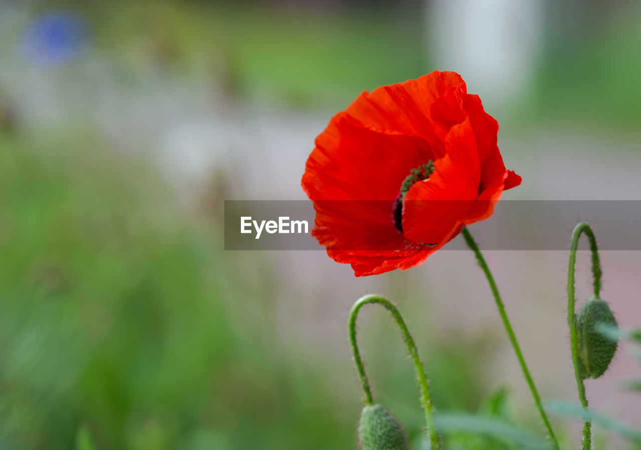 CLOSE-UP OF RED POPPY GROWING ON PLANT