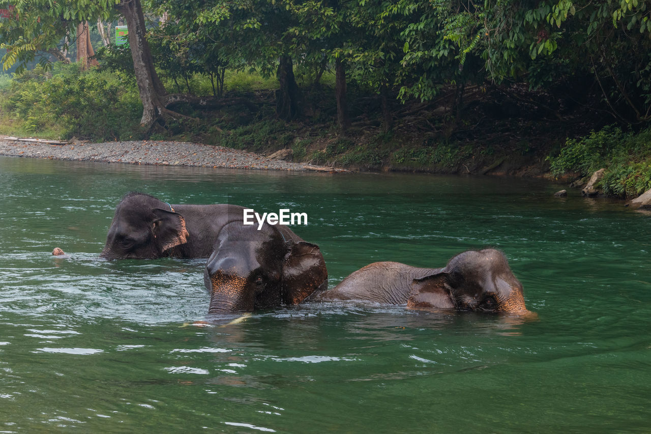 The elephants in the national park