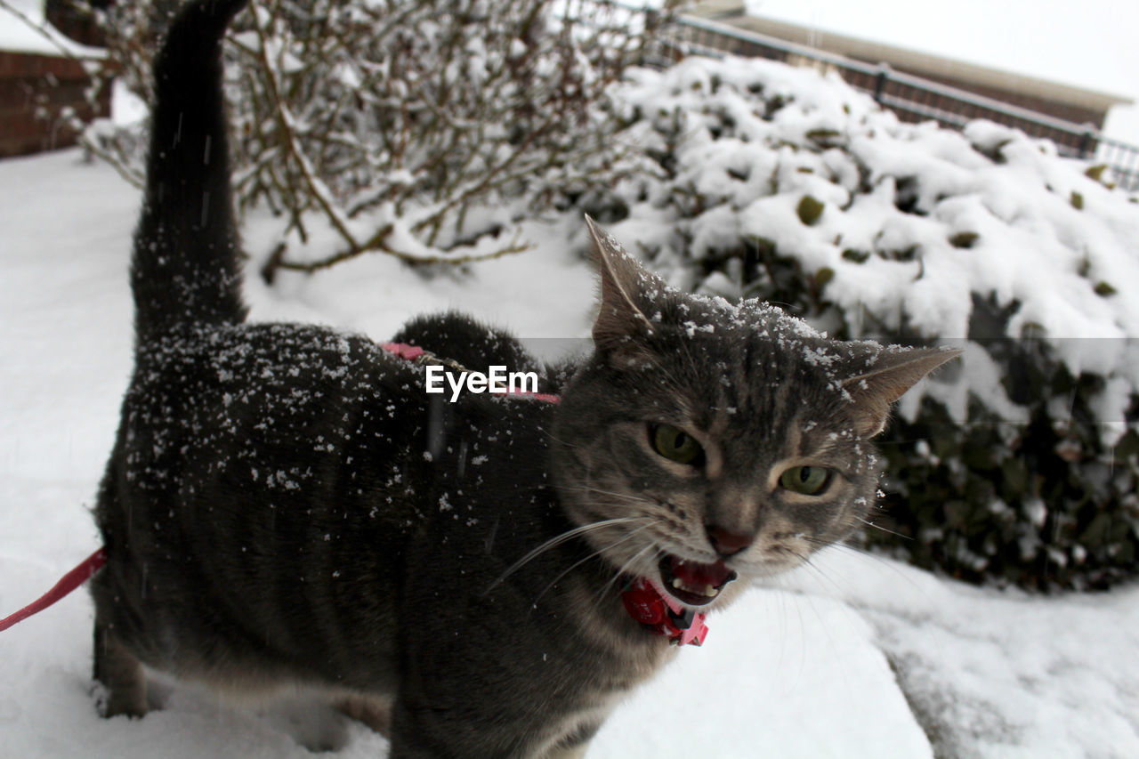 Portrait of cat in snow