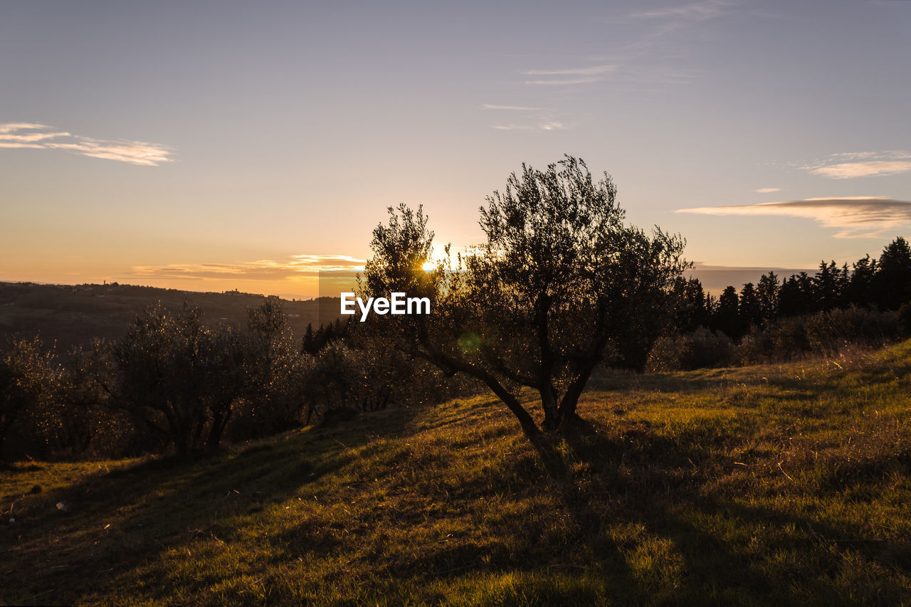 Trees on field against sky during sunset