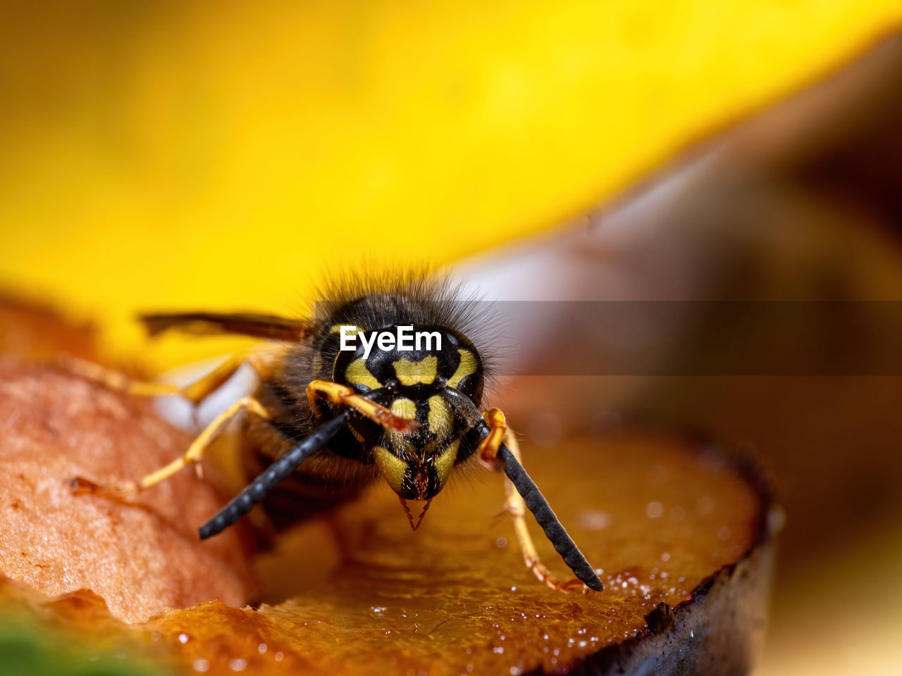 CLOSE-UP OF BEE