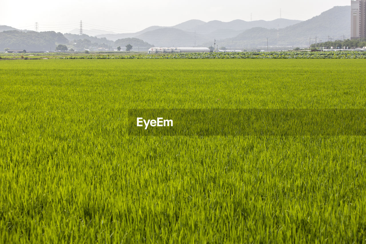 Scenic view of grassy field